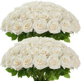 Carlita's Blooms ivory roses 50pcs bulk pack for wedding decor and centerpieces