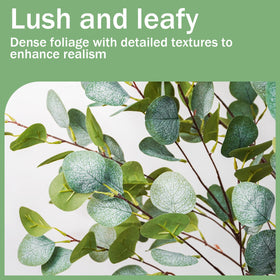 Caxchiling eucalyptus tree with dense leaves creates a vibrant, low-maintenance interior accent.