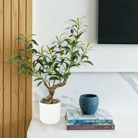 Caxchiling gift-ready olive plant, symbol of luck and health.