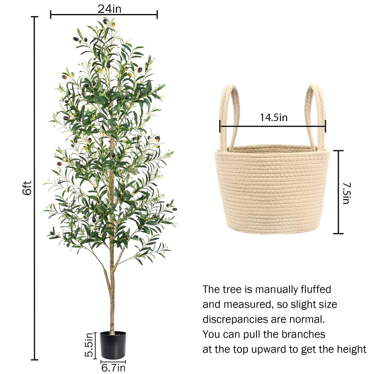 Caxchiling-olive-tree-6ft-indoor-outdoor versatile placement in living rooms or patios.