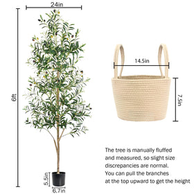 Caxchiling-olive-tree-6ft-indoor-outdoor versatile placement in living rooms or patios.