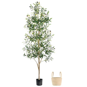 Caxchiling 6ft olive tree trunk close-up showing natural wood texture for elegant decor.