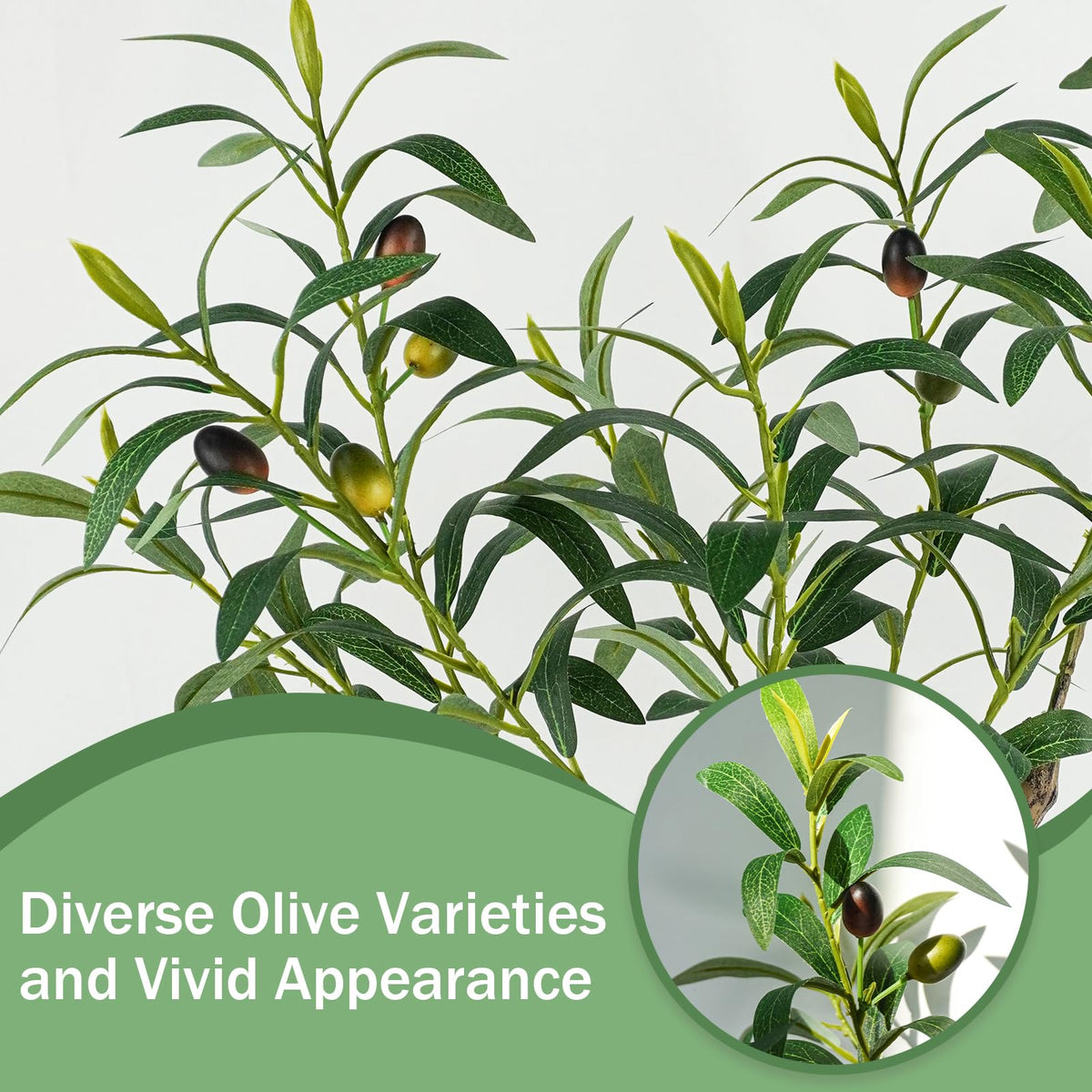Caxchiling olive tree on shelf, versatile indoor accent.