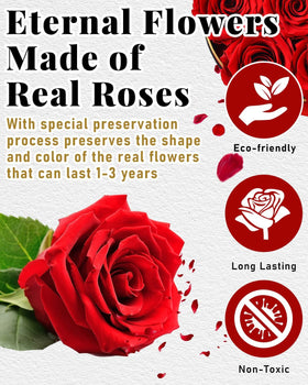 Changshunqi preserved roses close-up shows natural color and longevity.