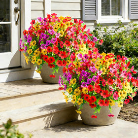 Cherica 40-pcs pink bloom adds long-lasting color to outdoor porches