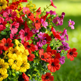 Cherica 40-pcs red bloom provides vibrant focal point for gardens