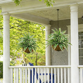 Cherica versatile decor option for indoor outdoor spaces.