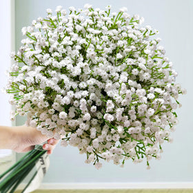 Cherica Baby's Breath 36-stem bouquet for lush display