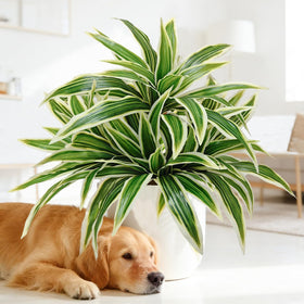 Cherica UV-resistant outdoor ferns endure sun and weather.