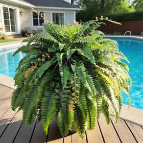Cherica fern jungle-wall arrangement with grouped ferns creating lush focal point.