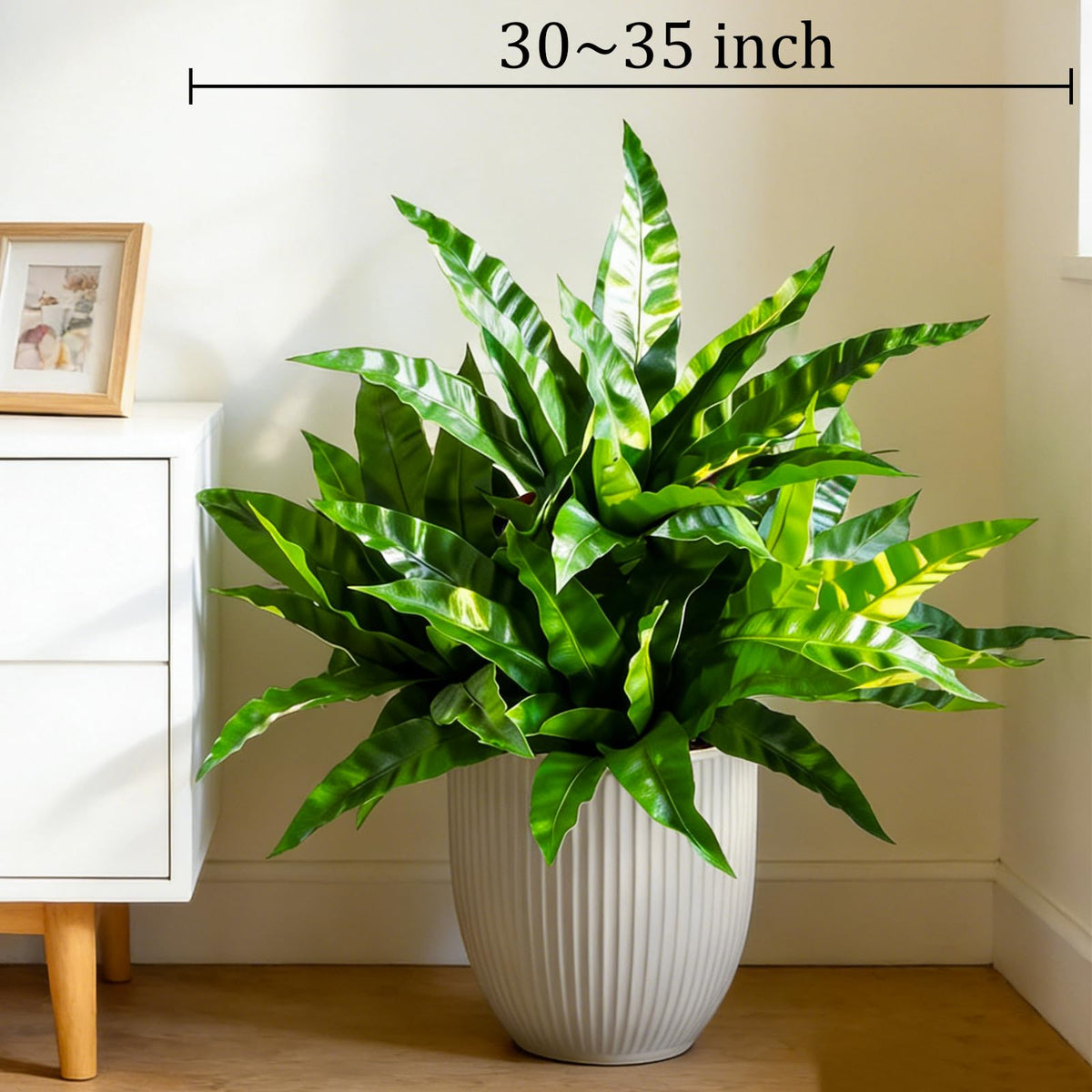 Cherica green wall accent with stacked ferns for depth