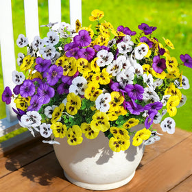 Cherica pansy flowers close-up on planter shows realistic petals and color gradients