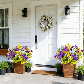 Cherica pansy flowers placed in window boxes brighten entryways with easy care