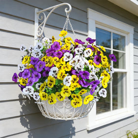 Cherica UV-resistant pansy stems endure sun without fading for outdoor display