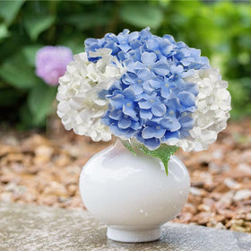 Cherica white blue hydrangea box ready for unfolding