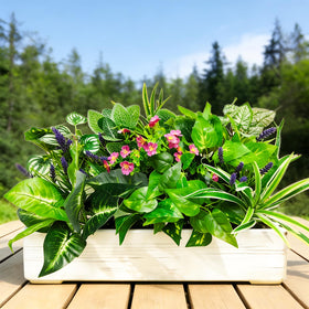 Cherica year-round outdoor greenery for yards and gardens