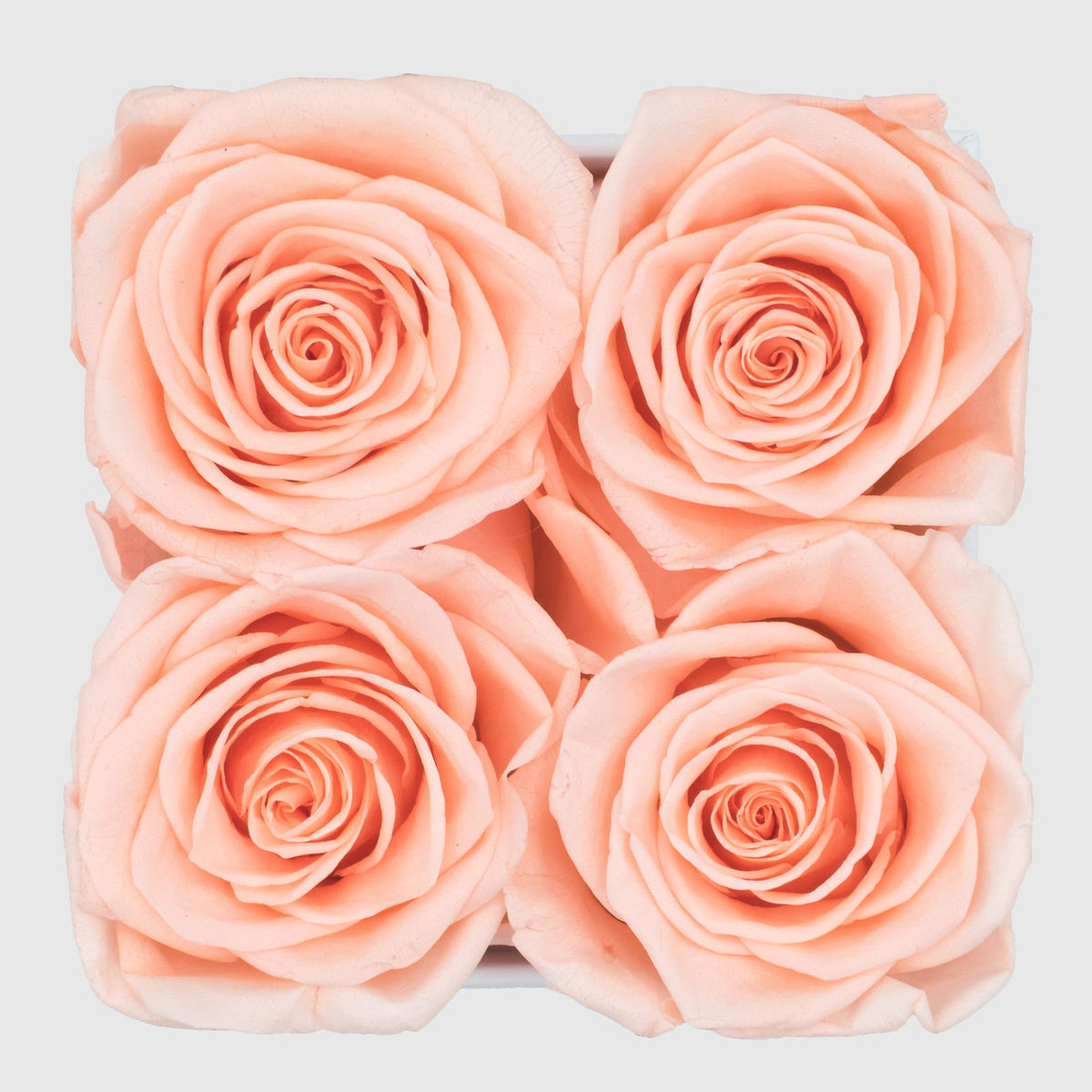 Graceful Fleurs four large preserved roses in gold-printed box, long-lasting keepsake
