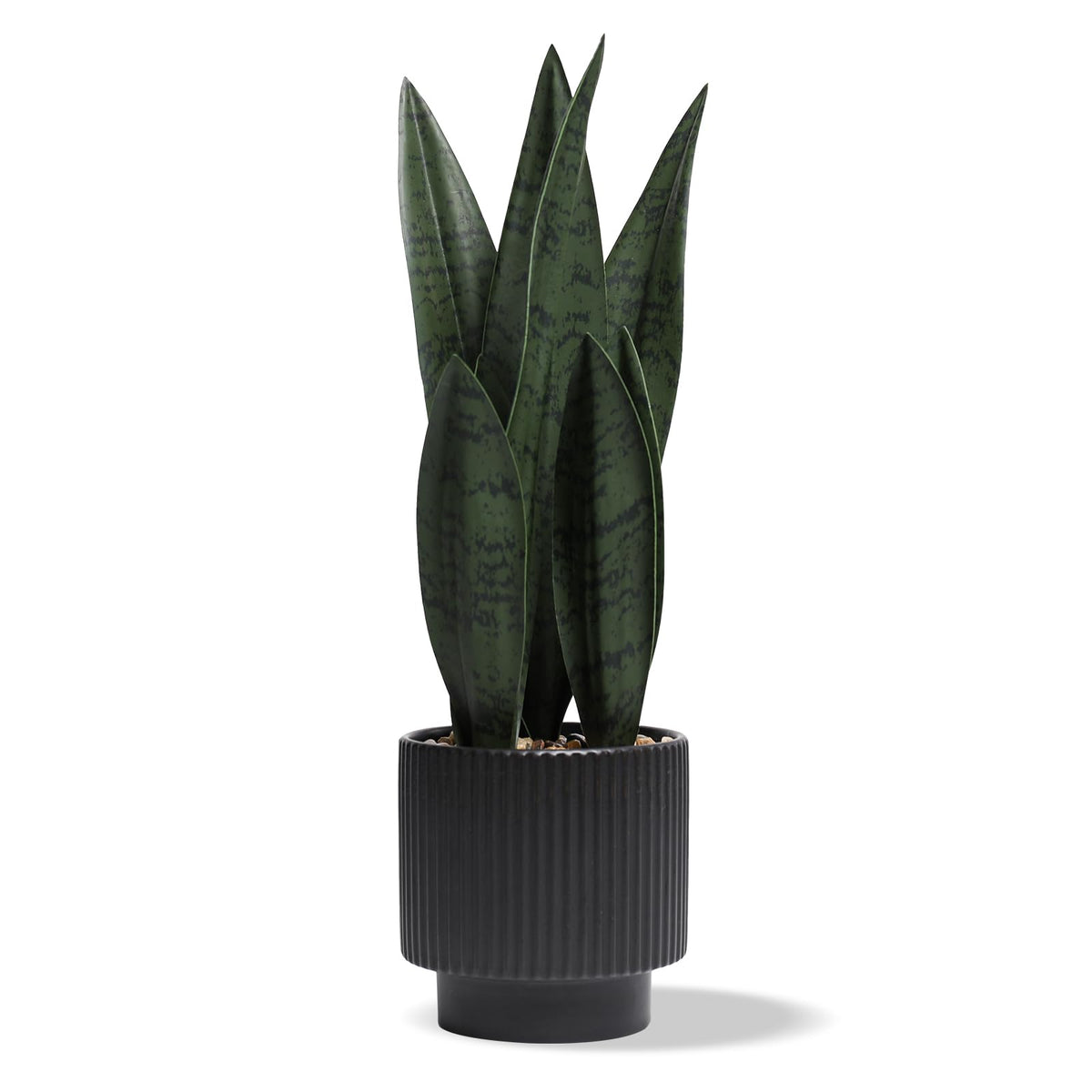 Chonsun Sansevieria snake plant in black pot close-up for desk greenery.