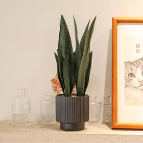 Chonsun Sansevieria uses durable, eco-friendly materials.