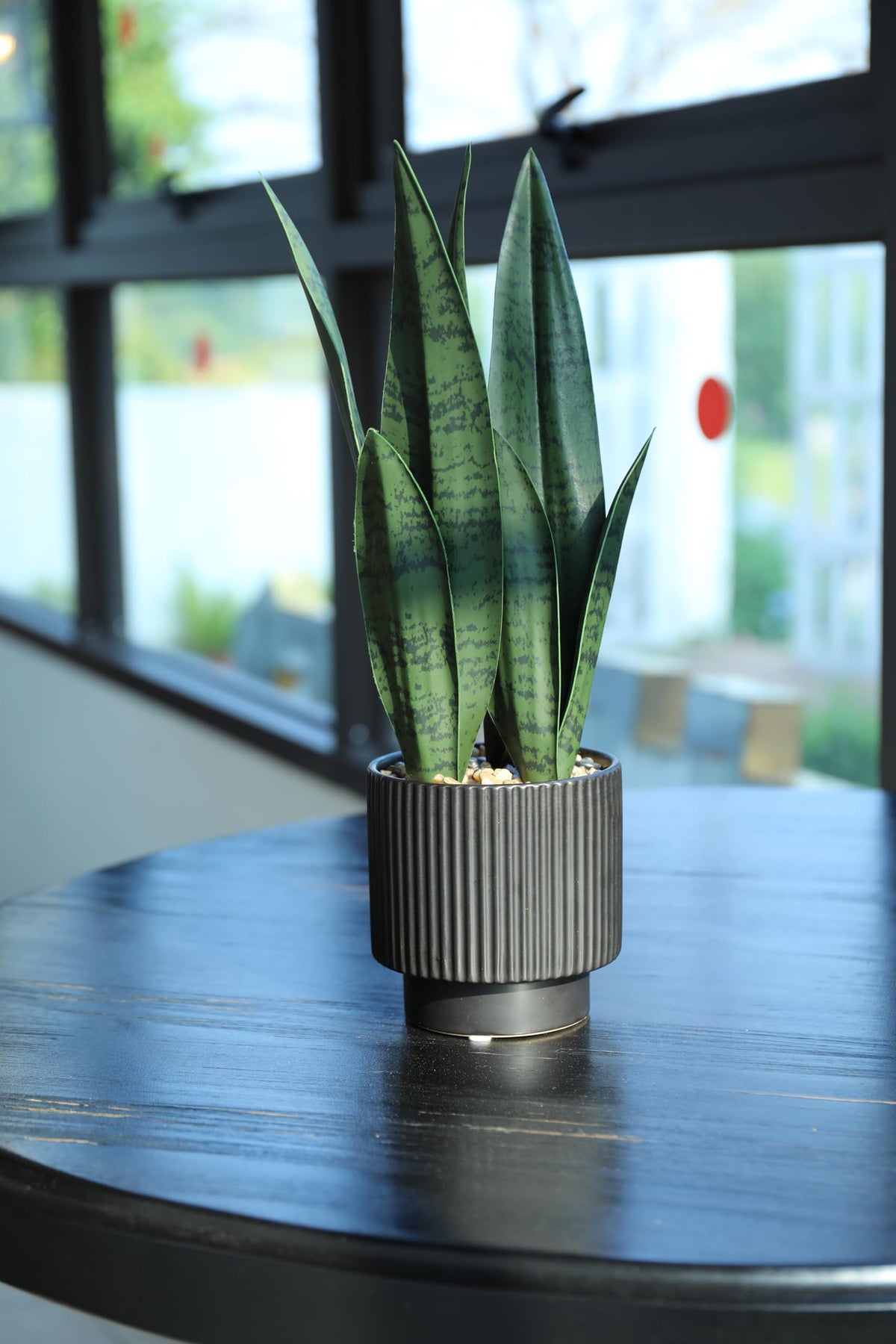 Chonsun Sansevieria gift-ready, perfect for housewarmings.