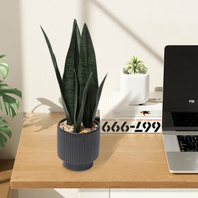 Chonsun Sansevieria kitchen-bathroom placement suits compact areas.