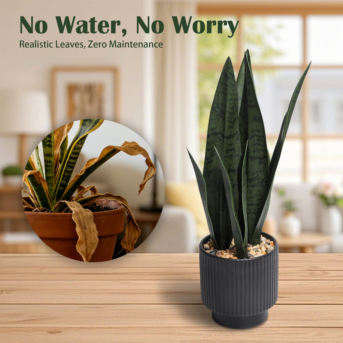 Chonsun Sansevieria living-room display brightens any room.