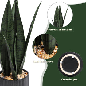 Chonsun Sansevieria snake plant on modern black pot.