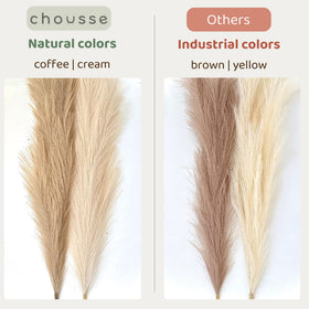 Close-up of Chousse pampas grass showing cream and coffee fibers for allergen-friendly accents.