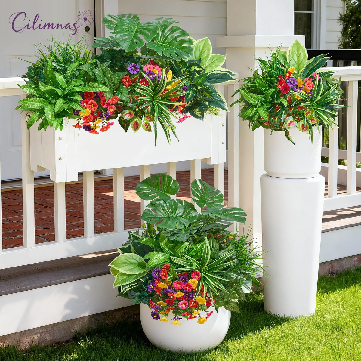Cilimnas versatile decor for gardens, patios, and window boxes