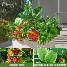 Cilimnas year-round foliage stays vibrant in any season