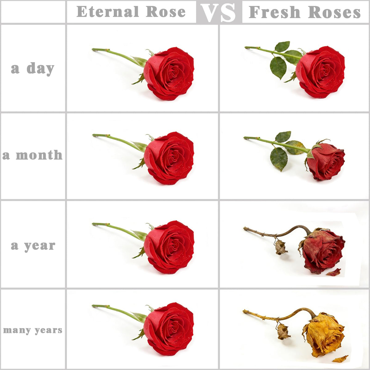 CKLMMCZX soft pink rose detail emphasizing lifelike petals and timeless charm