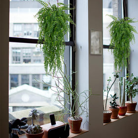 CLONG artificial ferns pack for durable outdoor porch decor.