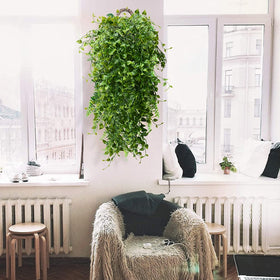 CLONG ivy vine on balcony for instant greenery.