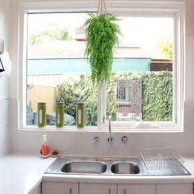 CLONG indoor or outdoor hanging ferns suitable for porch and window sill.
