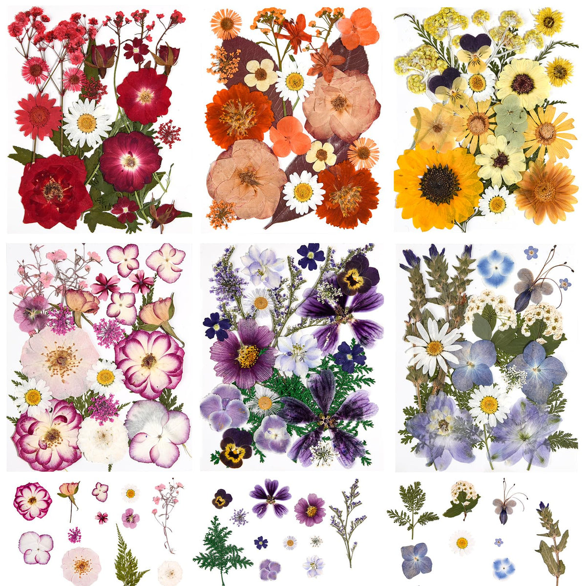 Cokosing pressed flowers collection with vibrant colors for scrapbooking and jewelry making.