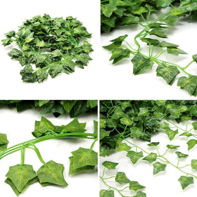Comtelek ivy vines filling windowsills or planters with natural color.