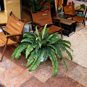 CongfuHepMui Boston fern close-up shows 60 fronds with realistic silk texture.