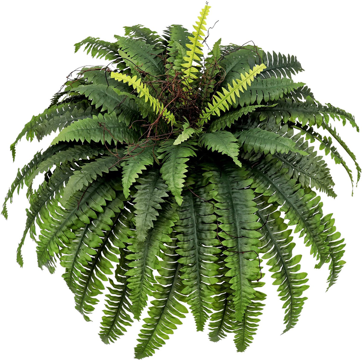 CongfuHepMui large fern 47-inch outdoor display for dramatic patio greenery.