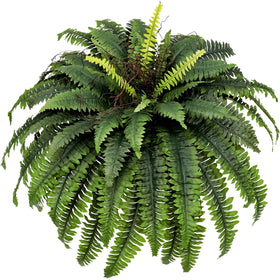 CongfuHepMui large fern 47-inch outdoor display for dramatic patio greenery.