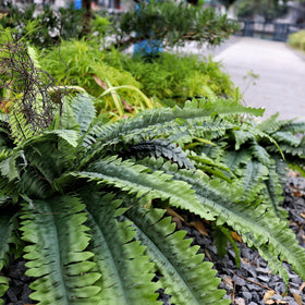 CongfuHepMui packaging bent-fern shape, recover with gentle shaping.
