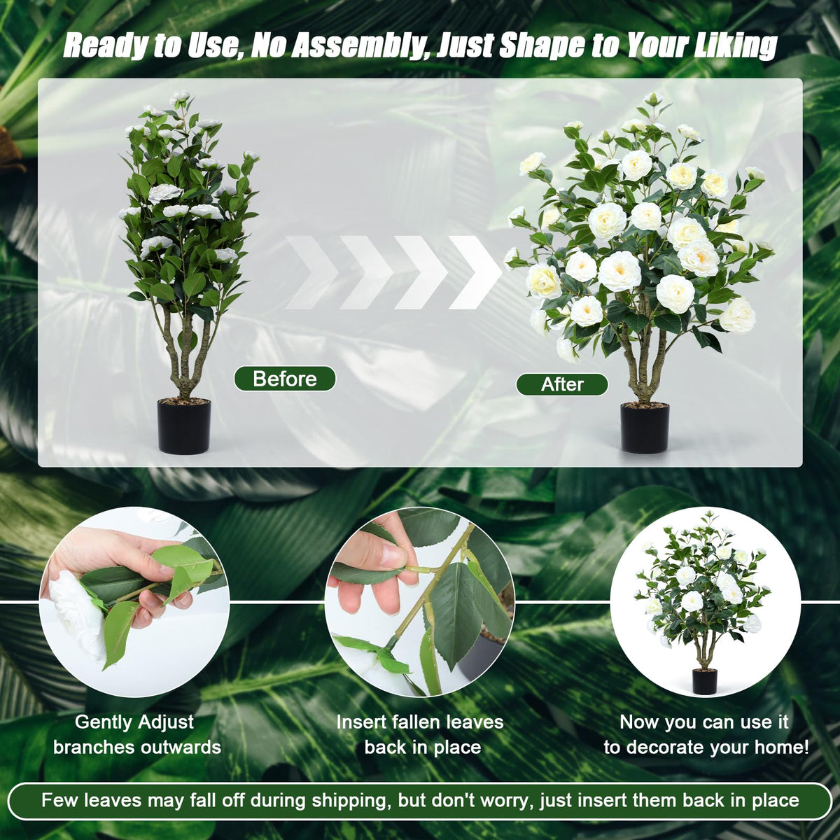Conviviala camellia tree with 32 blooms for lush greenery impact.