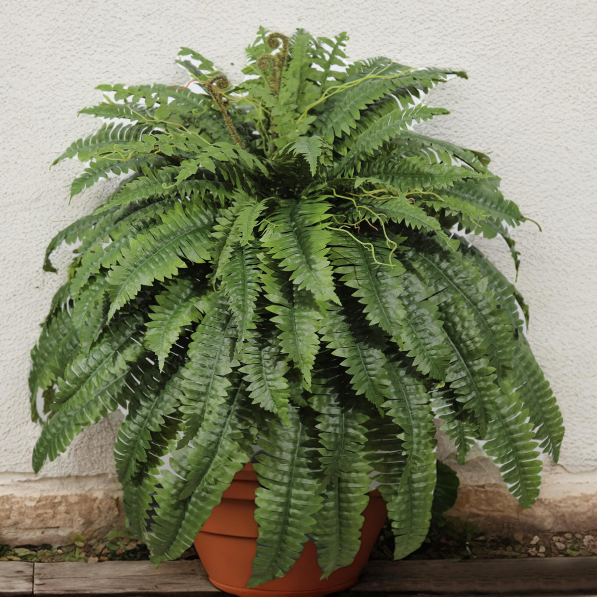 Cotlux air-purifying fern with dust-trapping leaves.