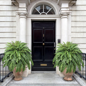 Cotlux artificial fern with 100 silk leaves, realistic texture for interiors.