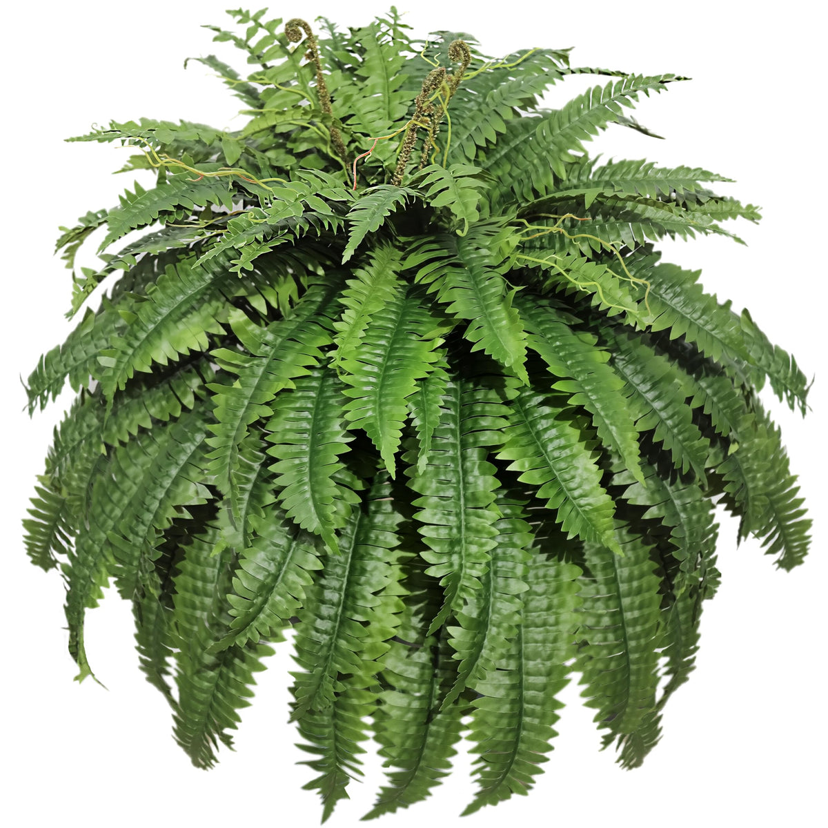 Cotlux Boston fern 48-inch outdoor showcases lifelike fronds for porch decor.
