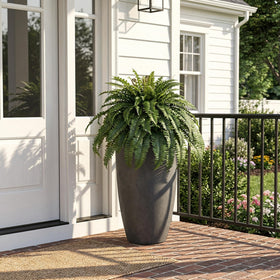 Cotlux durable fern suited for patios, balconies, and garden entries.