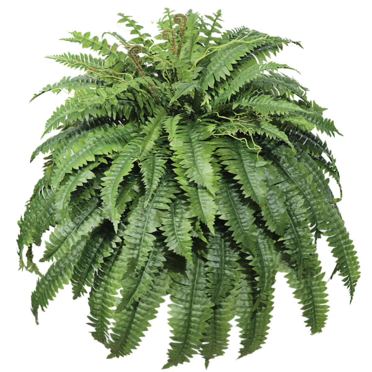 Cotlux large outdoor fern, 48-inch diameter, ideal for corners and patios.