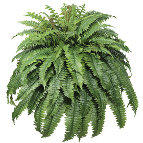 Cotlux large outdoor fern, 48-inch diameter, ideal for corners and patios.