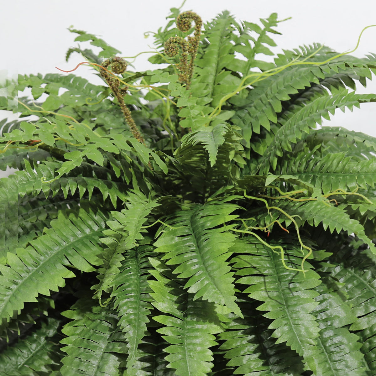 Cotlux UV-resistant silk fern maintains color in sun and rain.