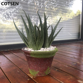 COTSEN maintenance-free artificial succulent for elegant table displays
