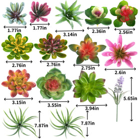 COTSEN no-maintenance succulents ideal for indoor use and events